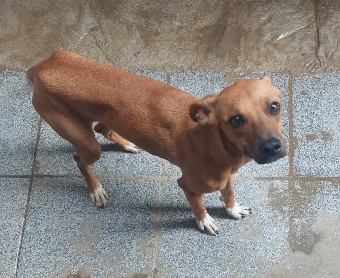 Cachorro ra a SRD idade 7 a 11 meses nome Paçoca