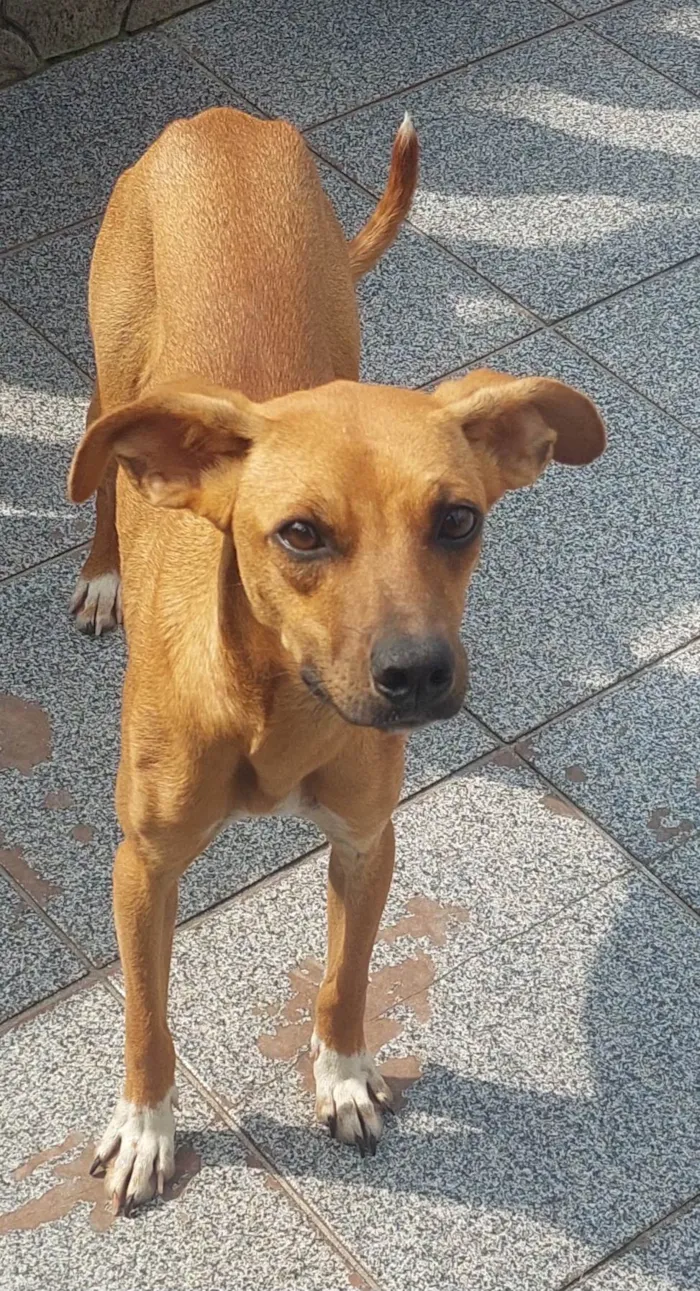 Cachorro ra a SRD idade 7 a 11 meses nome Paçoca