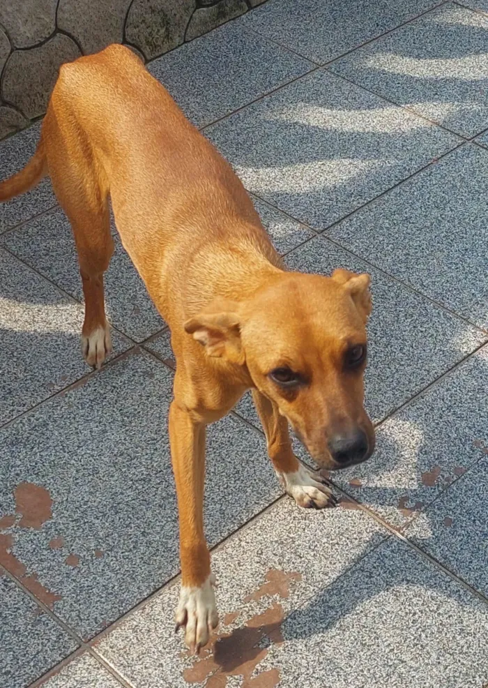 Cachorro ra a SRD idade 7 a 11 meses nome Paçoca