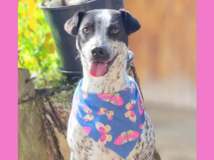 Cachorro ra a SRD idade 1 ano nome KIANA