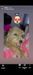 Boby