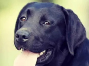 Cachorro raça Labrador  idade 6 ou mais anos nome Duke