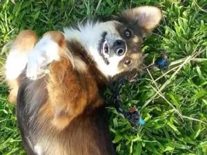 Cachorro raça SRD-ViraLata idade 3 anos nome Menino