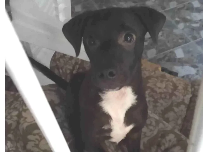 Cachorro ra a SRD = TODAS AS RAÇAS idade 2 a 6 meses nome Toby
