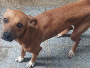 Cachorro raça SRD idade 7 a 11 meses nome Paçoca