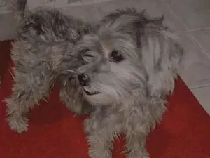 Cachorro raça  idade 5 anos nome Boby