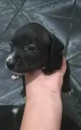 Cachorro raça SRD-ViraLata idade Abaixo de 2 meses nome Não tem