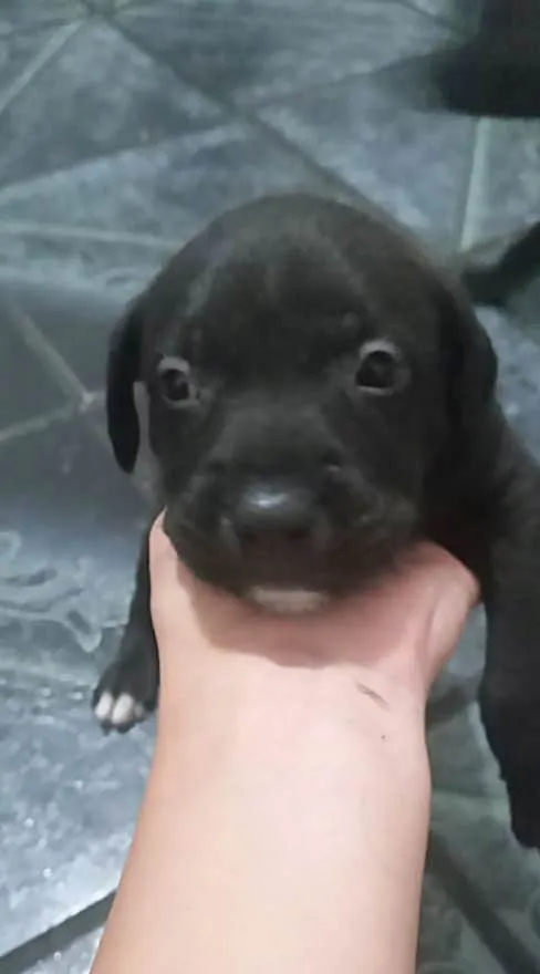 Cachorro raça SRD-ViraLata idade Abaixo de 2 meses nome Não tem