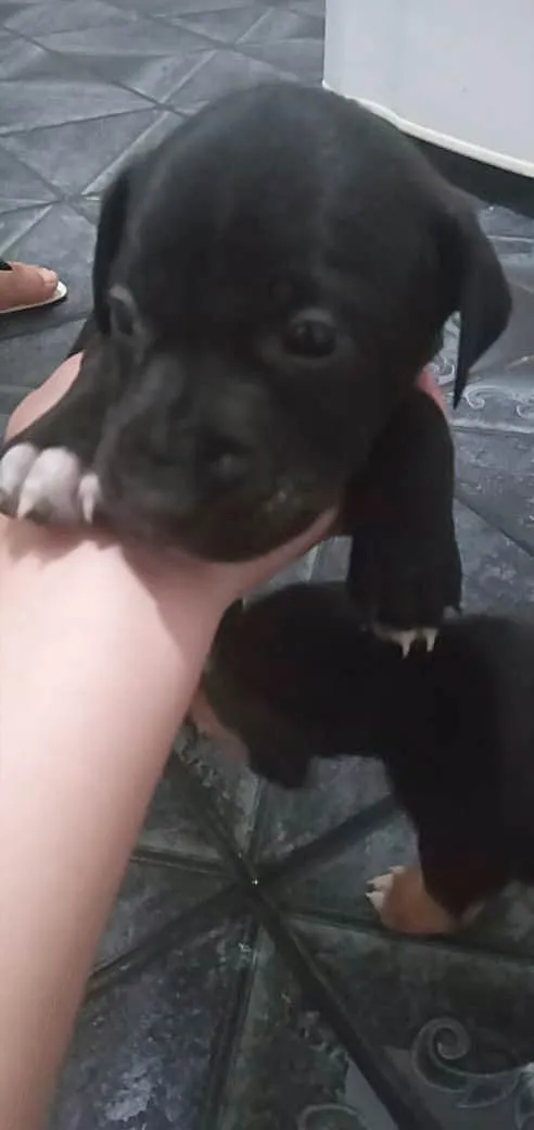 Cachorro raça SRD-ViraLata idade Abaixo de 2 meses nome Não tem