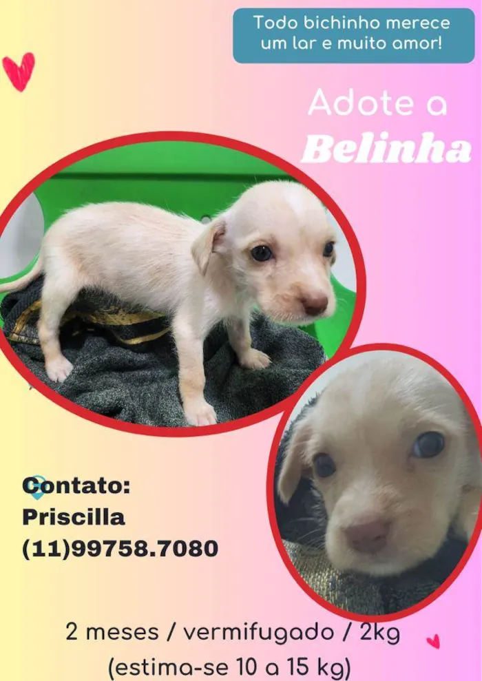 Cachorro raça SRD idade 2 a 6 meses nome Belinha 