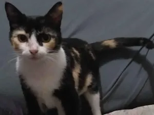Gato raça SRD-ViraLata idade 2 anos nome DUQUESA