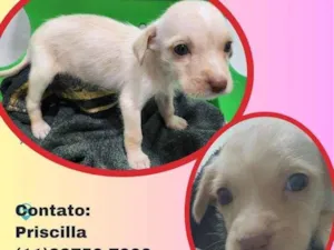 Cachorro raça SRD idade 2 a 6 meses nome Belinha 