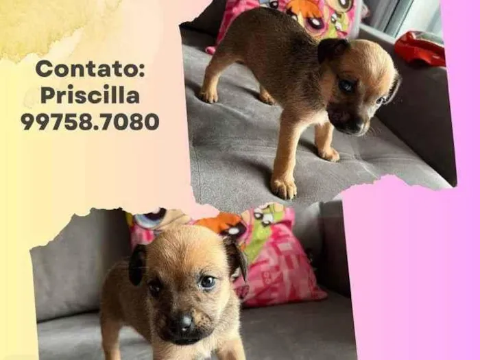 Cachorro raça SRD idade 2 a 6 meses nome Angel 