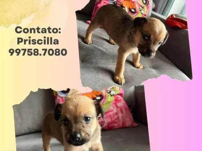 Cachorro raça SRD idade 2 a 6 meses nome Angel 