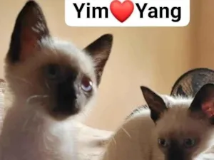 Gato raça Siamês idade 2 a 6 meses nome YING & YANG