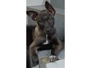 Cachorro raça SRD-ViraLata idade 2 a 6 meses nome Catrina