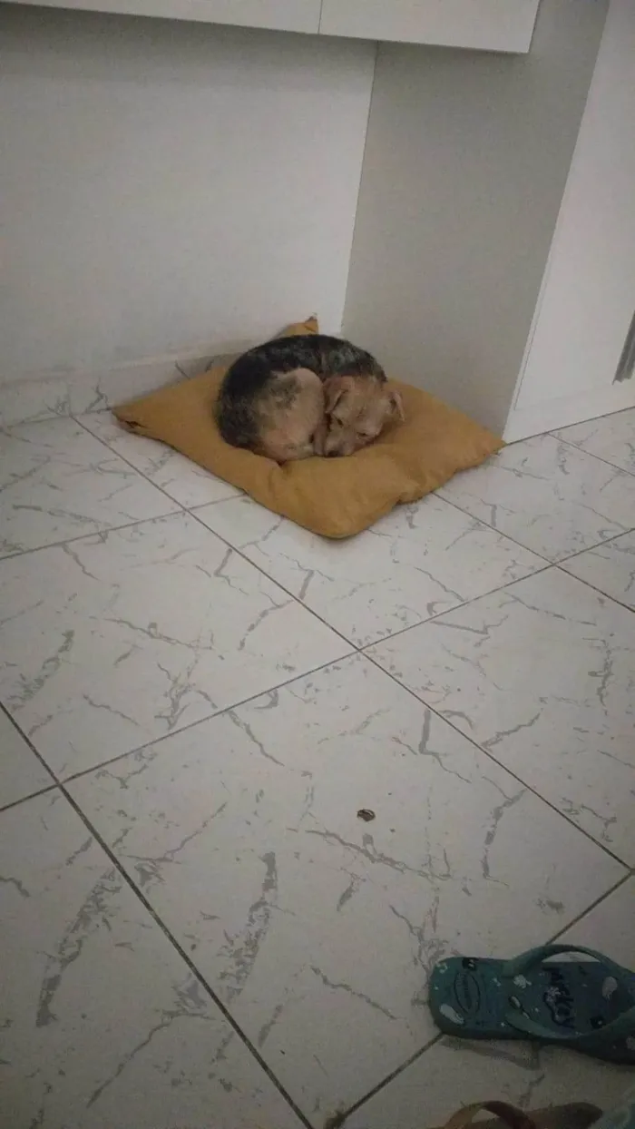 Cachorro ra a Srd idade 6 ou mais anos nome Biriba