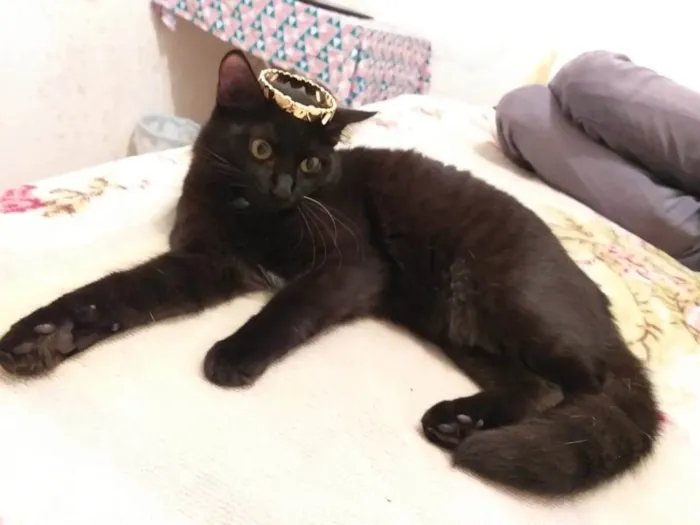 Gato raça SRD-ViraLata idade 1 ano nome Jabuticaba