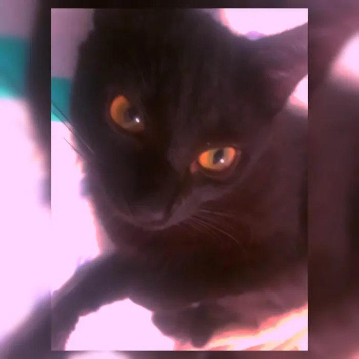 Gato raça SRD-ViraLata idade 1 ano nome Jabuticaba