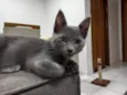 Zeus