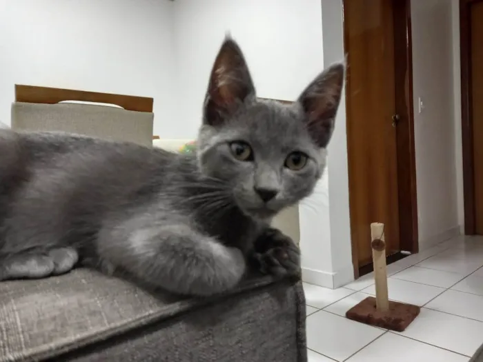 Gato ra a SRD-ViraLata idade 2 a 6 meses nome Zeus