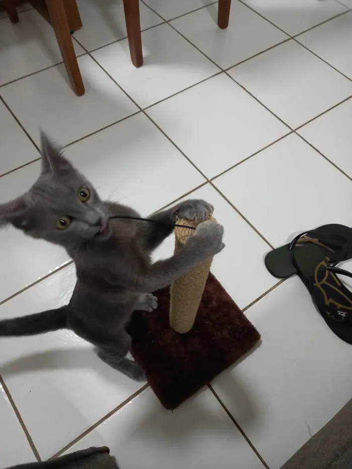 Gato ra a SRD-ViraLata idade 2 a 6 meses nome Zeus