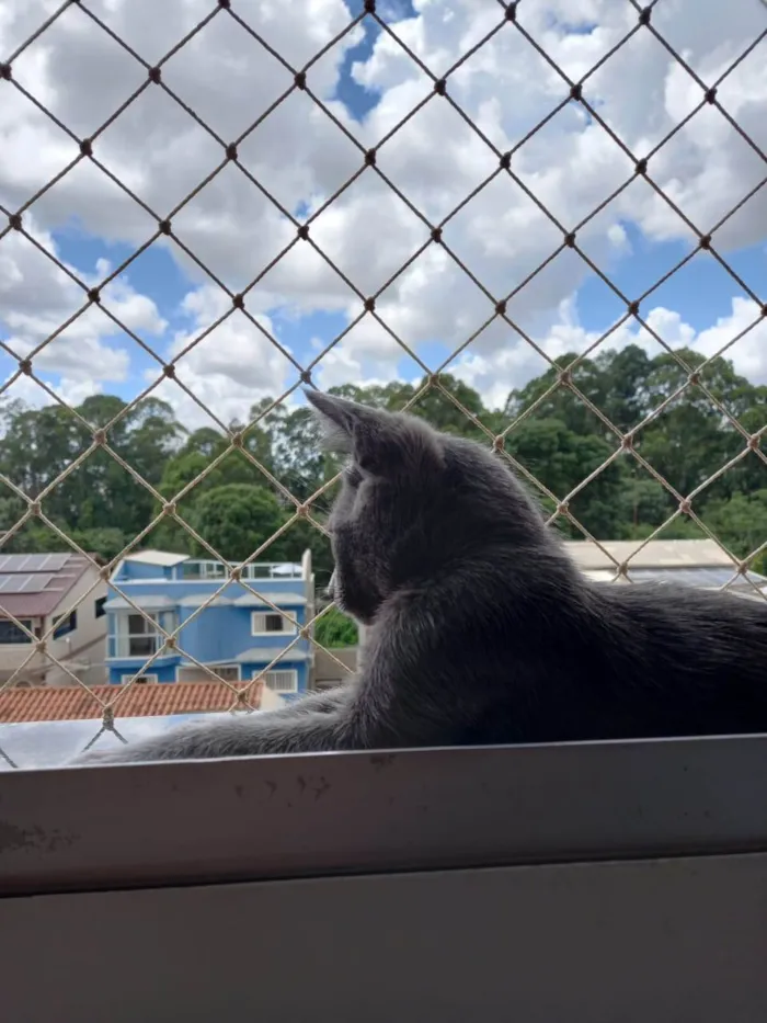 Gato ra a SRD-ViraLata idade 2 a 6 meses nome Zeus