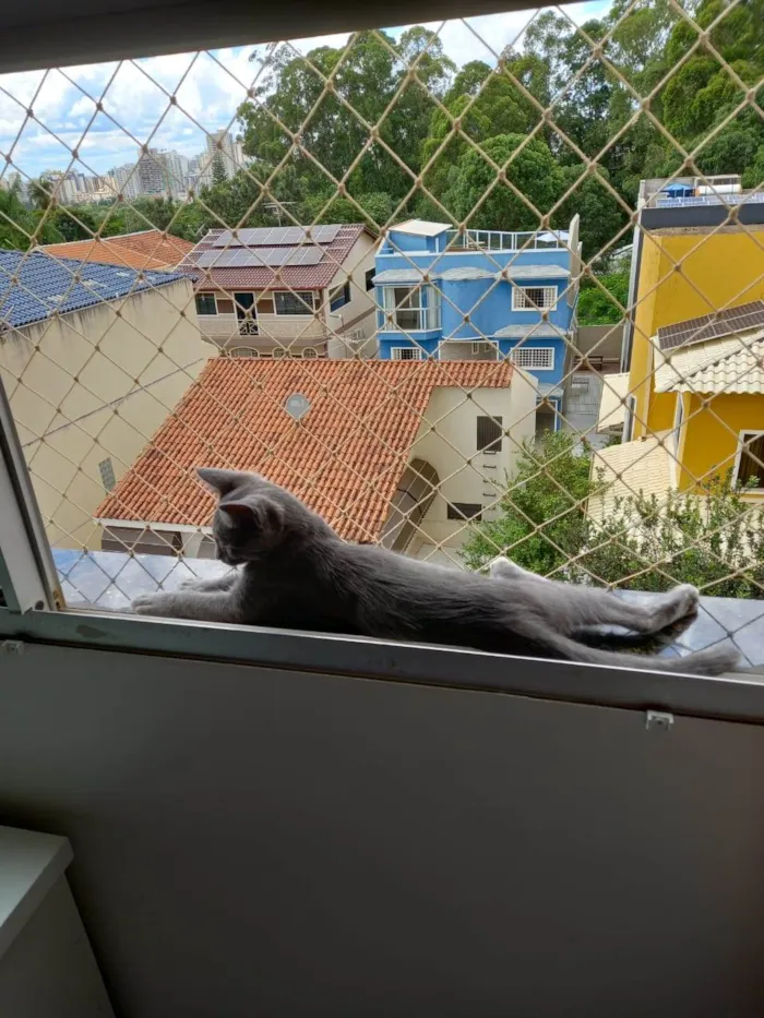 Gato ra a SRD-ViraLata idade 2 a 6 meses nome Zeus