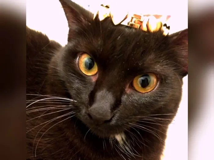 Gato raça SRD-ViraLata idade 1 ano nome Jabuticaba