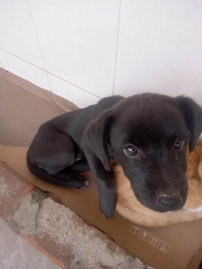 Cachorro ra a  idade Abaixo de 2 meses nome Pretinha 