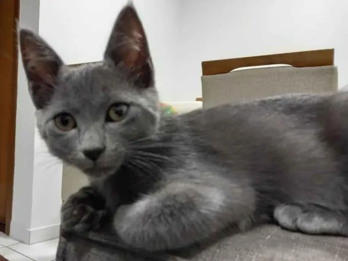 Gato ra a SRD-ViraLata idade 2 a 6 meses nome Zeus