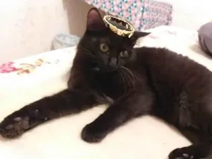 Gato raça SRD-ViraLata idade 1 ano nome Jabuticaba