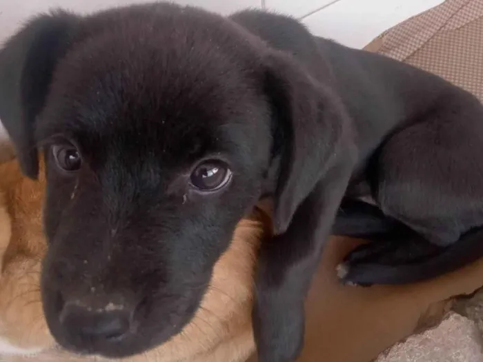 Cachorro ra a  idade Abaixo de 2 meses nome Pretinha 