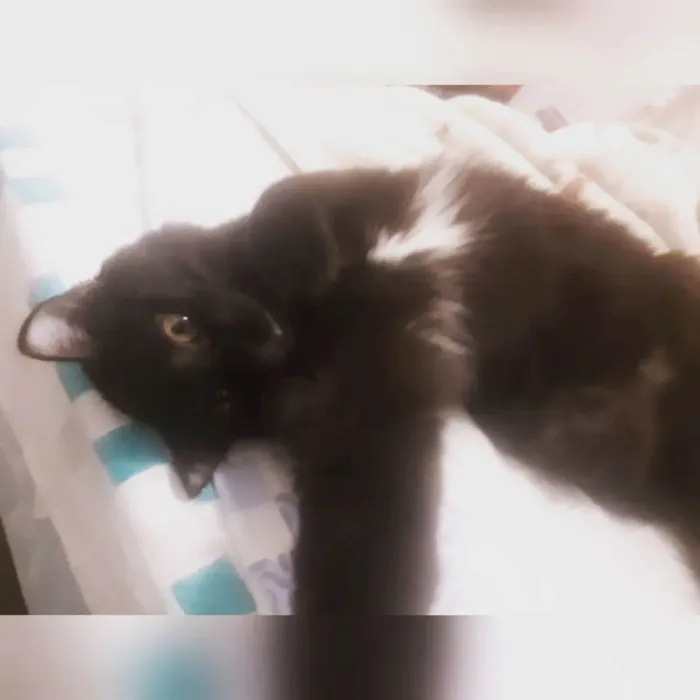 Gato raça SRD-ViraLata idade 1 ano nome Jabuticaba