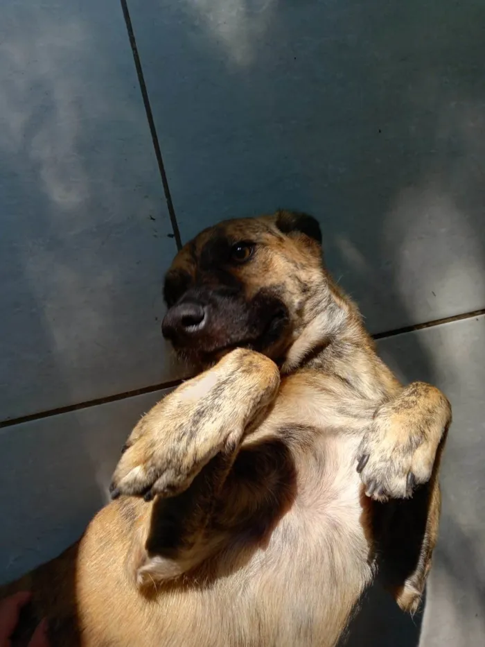 Cachorro ra a SRD-ViraLata idade 2 anos nome Tigrinha 