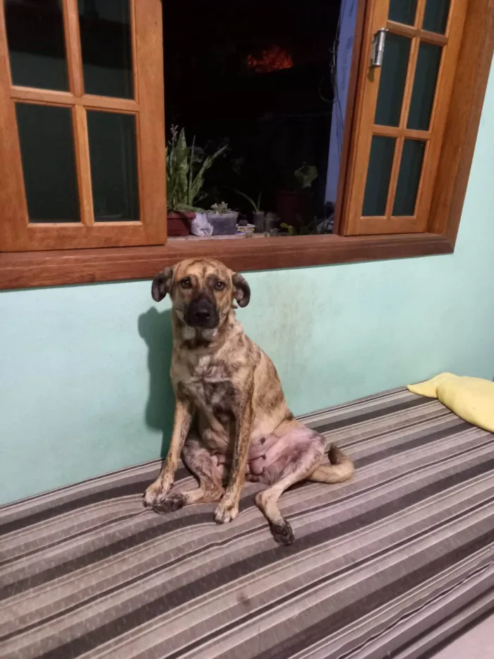 Cachorro ra a SRD-ViraLata idade 2 anos nome Tigrinha 