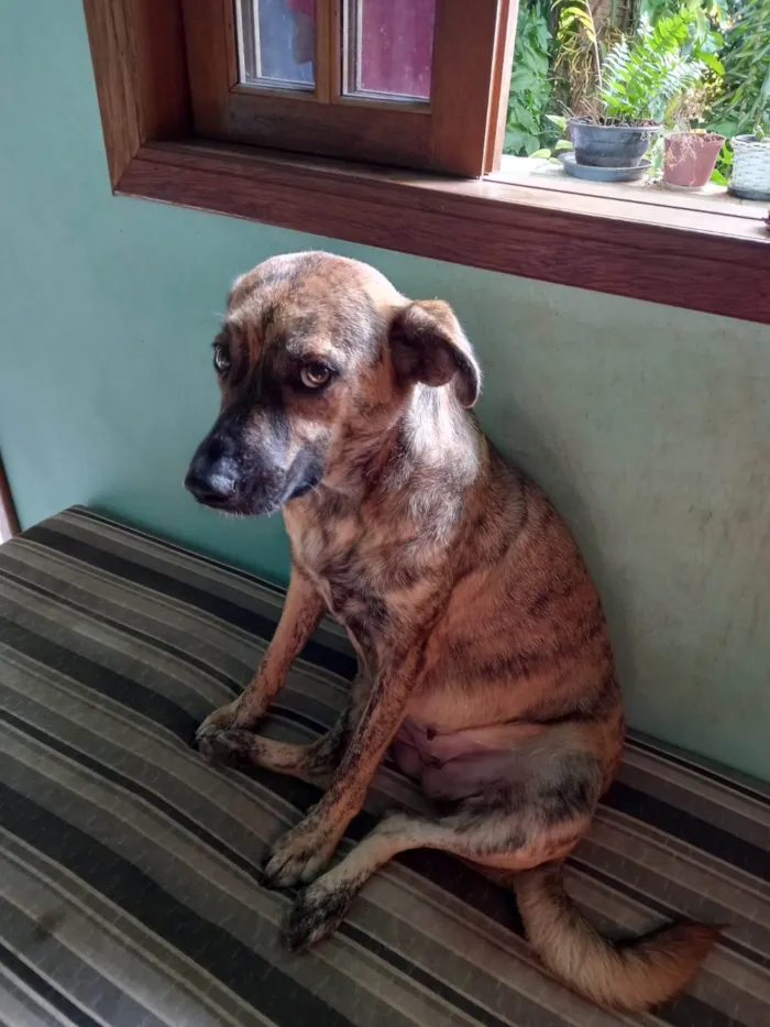 Cachorro ra a SRD-ViraLata idade 2 anos nome Tigrinha 