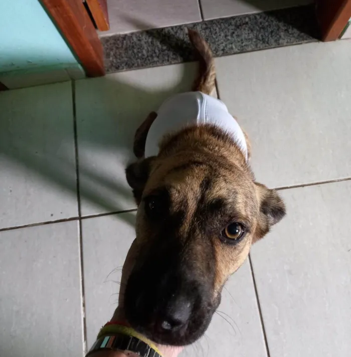 Cachorro ra a SRD-ViraLata idade 2 anos nome Tigrinha 