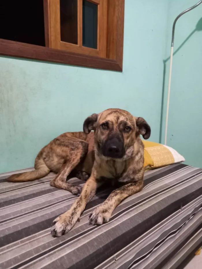 Cachorro ra a SRD-ViraLata idade 2 anos nome Tigrinha 