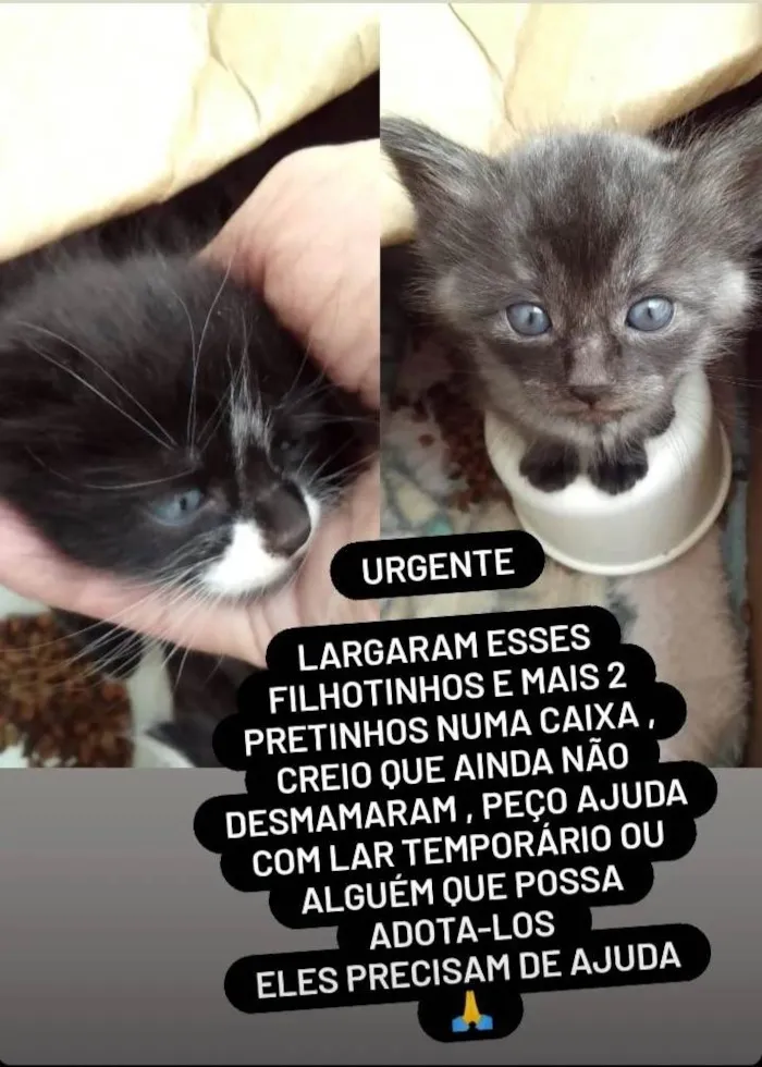 Gato ra a SRD-ViraLata idade Abaixo de 2 meses nome Sem nome