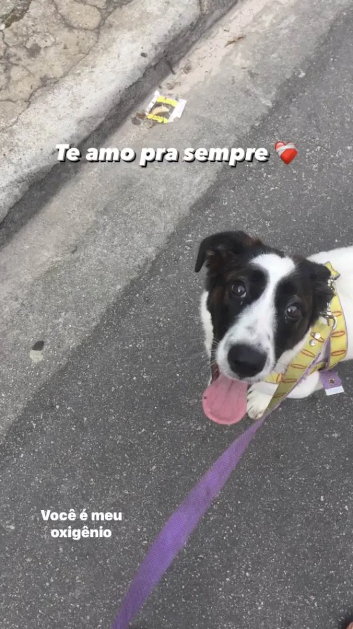 Cachorro ra a Salsicha com Labrador idade 1 ano nome Apollo