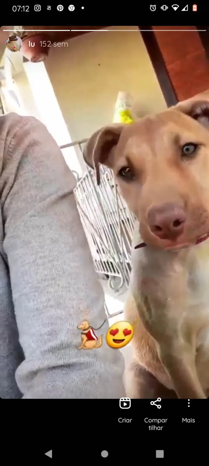 Cachorro ra a Pitbull com pastor alemã  idade 3 anos nome Luna femea castrada 