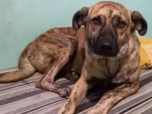 Cachorro raça SRD-ViraLata idade 2 anos nome Tigrinha 