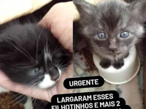 Gato raça SRD-ViraLata idade Abaixo de 2 meses nome Sem nome