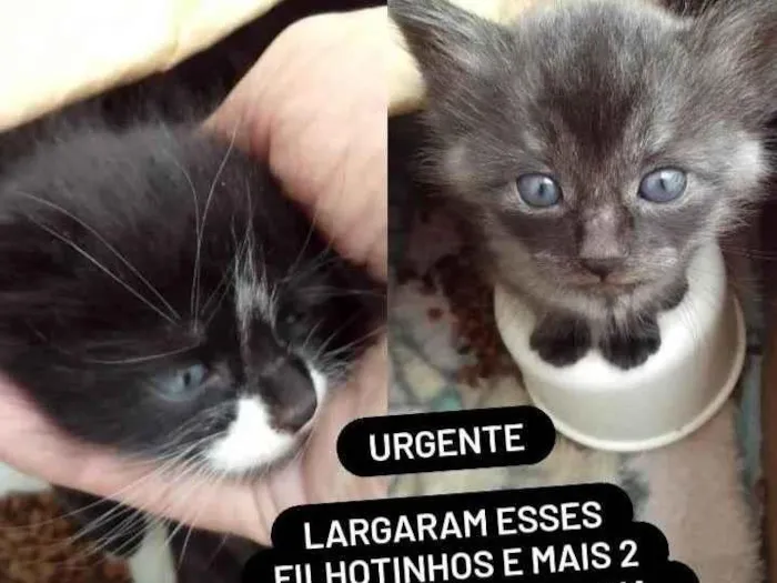Gato ra a SRD-ViraLata idade Abaixo de 2 meses nome Sem nome