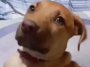 Cachorro raça Pitbull com pastor alemã  idade 3 anos nome Luna femea castrada 