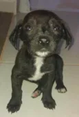 Pretinho