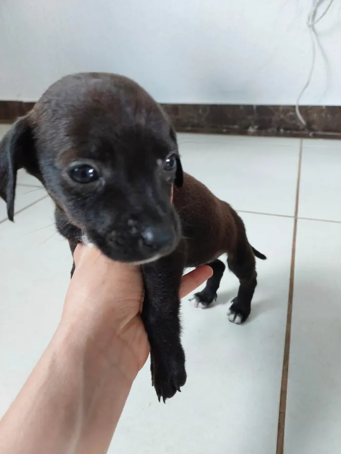 Cachorro ra a SRD-ViraLata idade 2 a 6 meses nome Pretinho