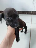 Pretinho