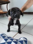 Pretinho